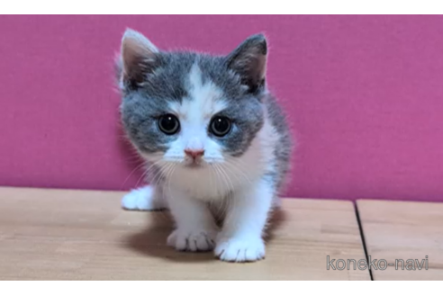 成約済の東京都のスコティッシュフォールド-100114の5枚目